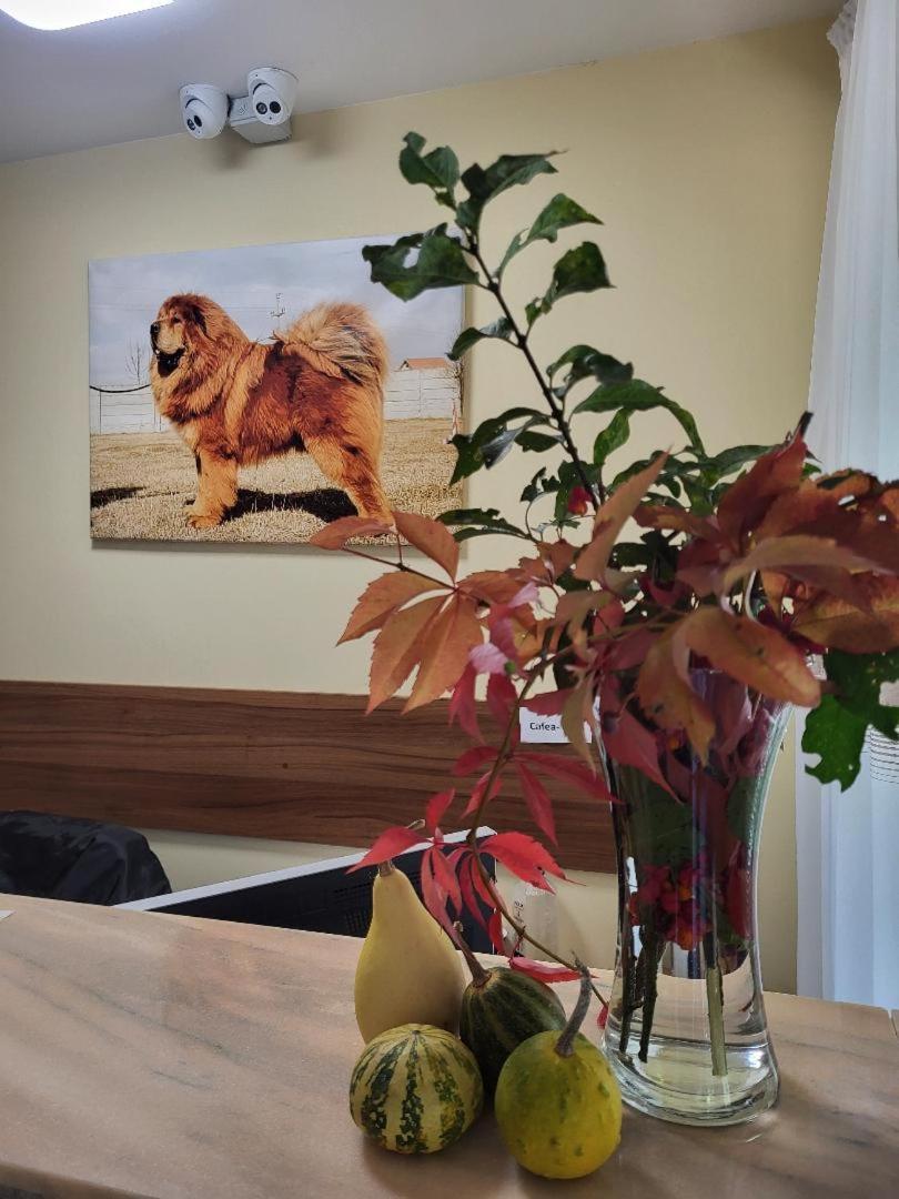 Hotel Thor Si Cora Sovata Exteriér fotografie